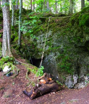 Elbersberg Säuberung Elbersberg Säuberung - Wurzelstock